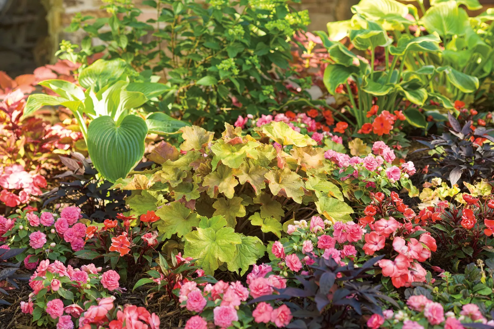 Sedona Sunset® Coleus (Coleus scutellarioides) — It matures 24-40 inches tall and 18-36 inches wide, bringing warm color to beds and containers
