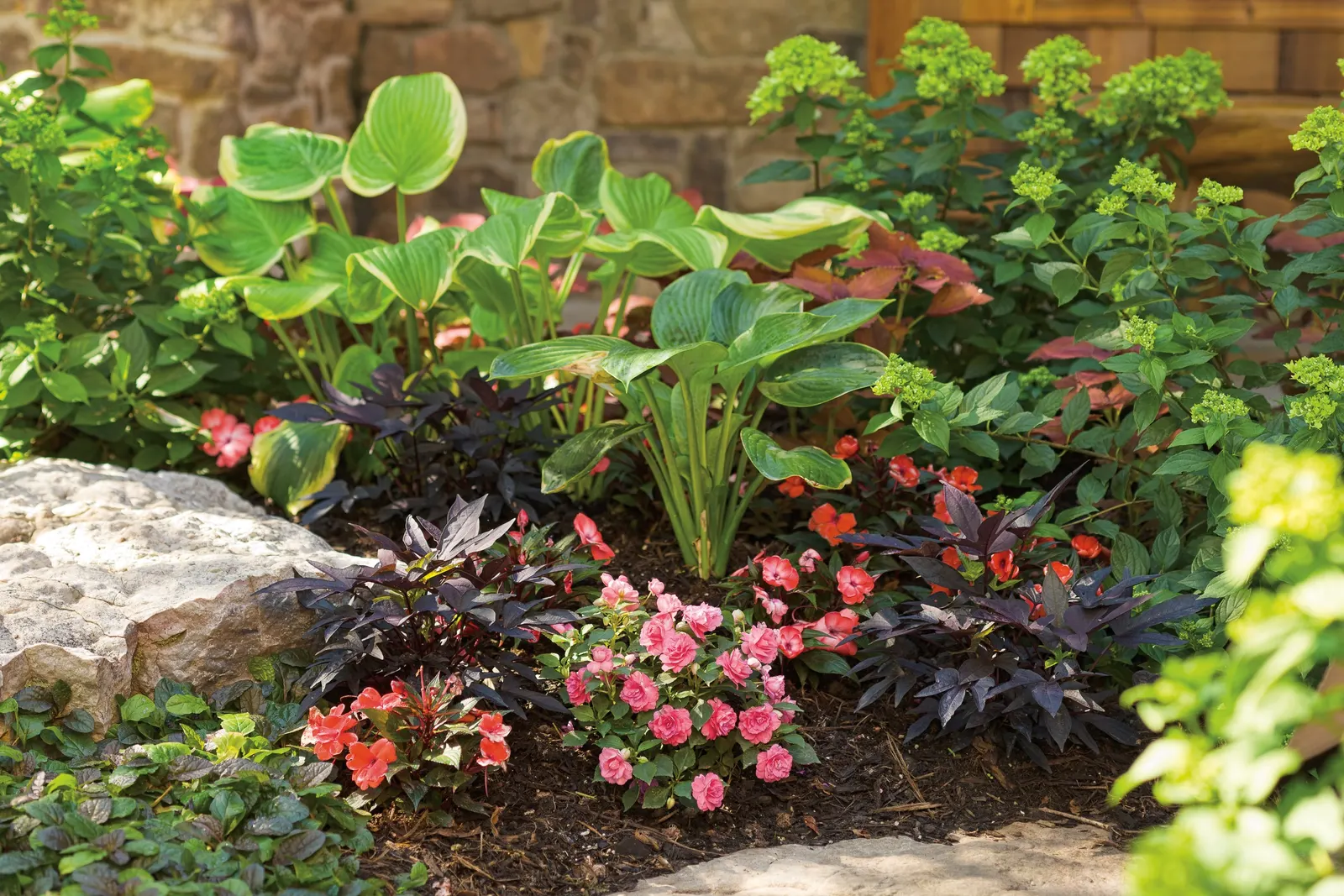 Sweet Caroline Upside™ Black Coffee Ornamental Sweet Potato Vine (Ipomoea batatas) — It grows 36-72 inches tall and spreads 18-36 inches, trailing as well as