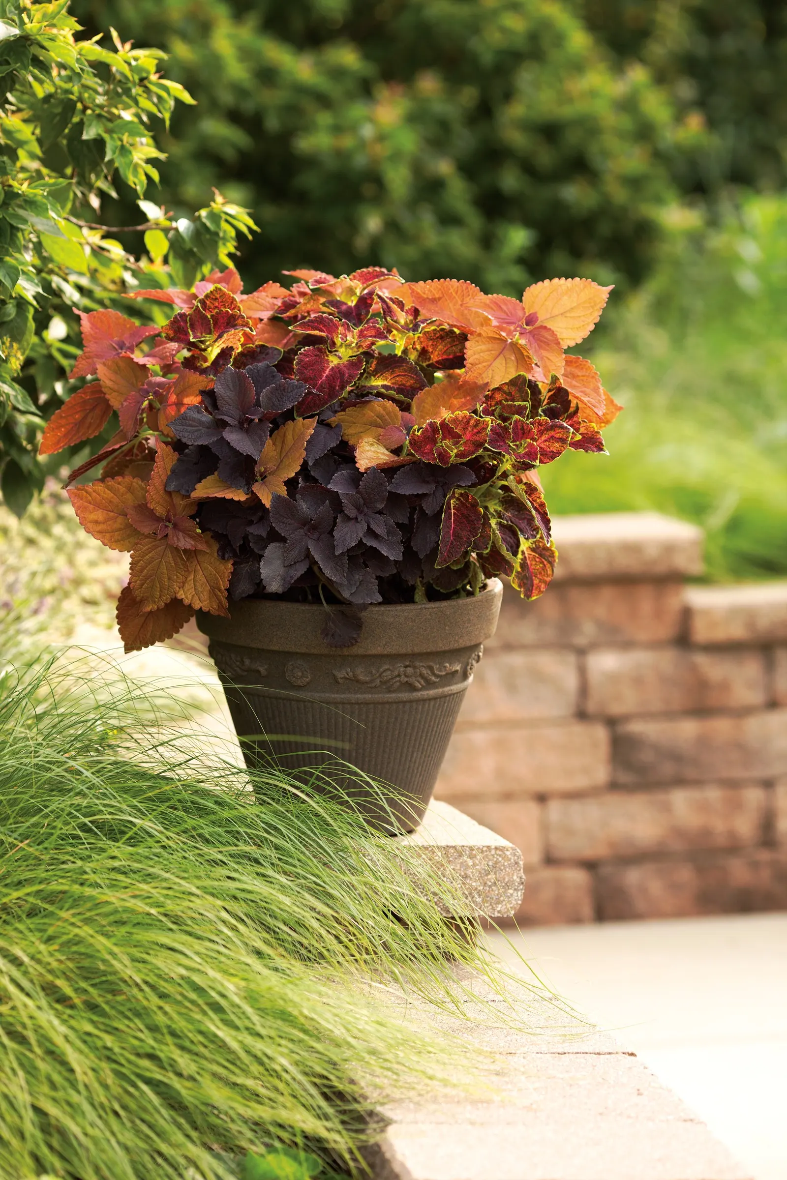 Newly Noir™ Coleus (Coleus scutellarioides) — very deep purple to near-black foliage on upright stems