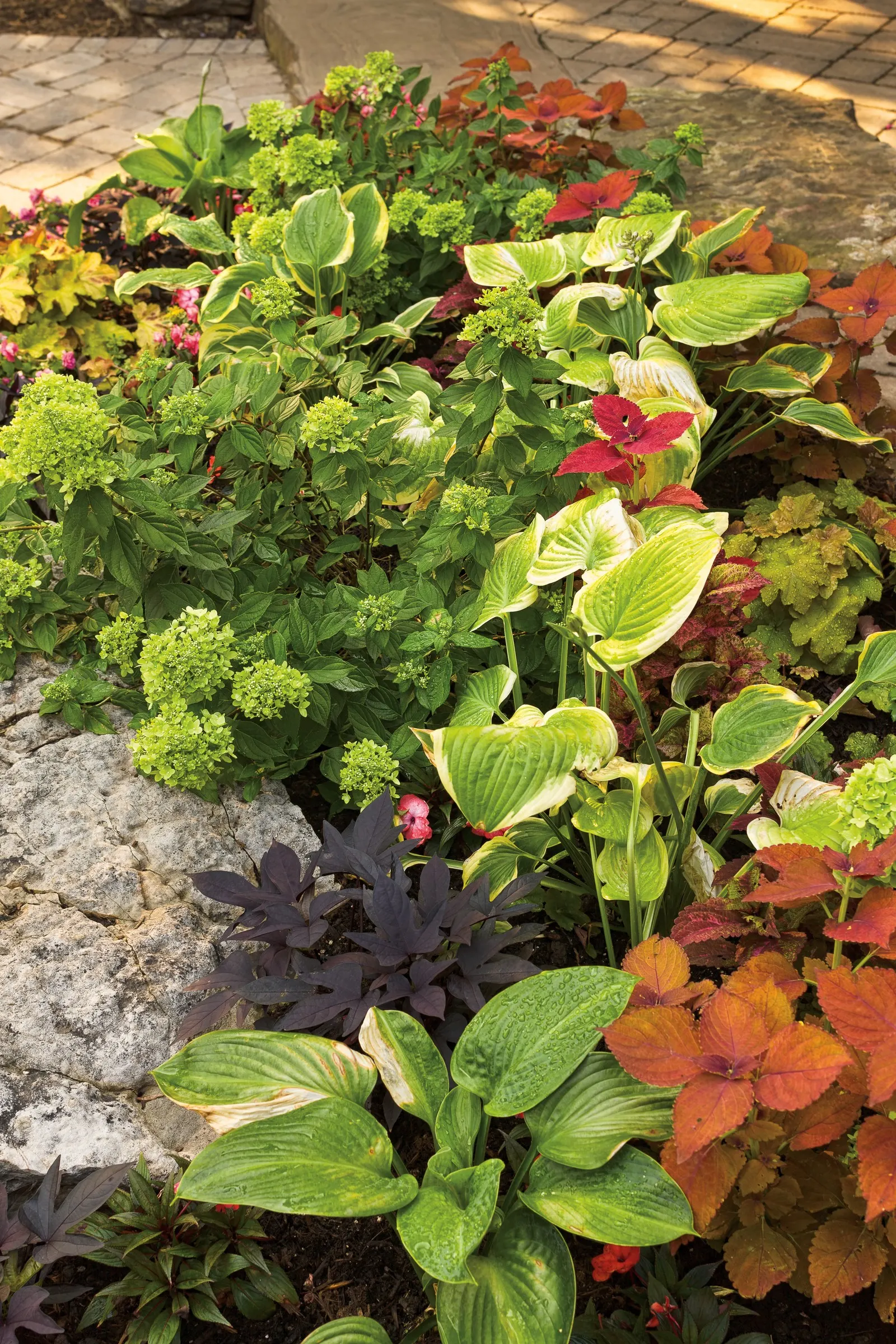 Sweet Caroline Upside™ Black Coffee Ornamental Sweet Potato Vine (Ipomoea batatas) — it carries deeply saturated