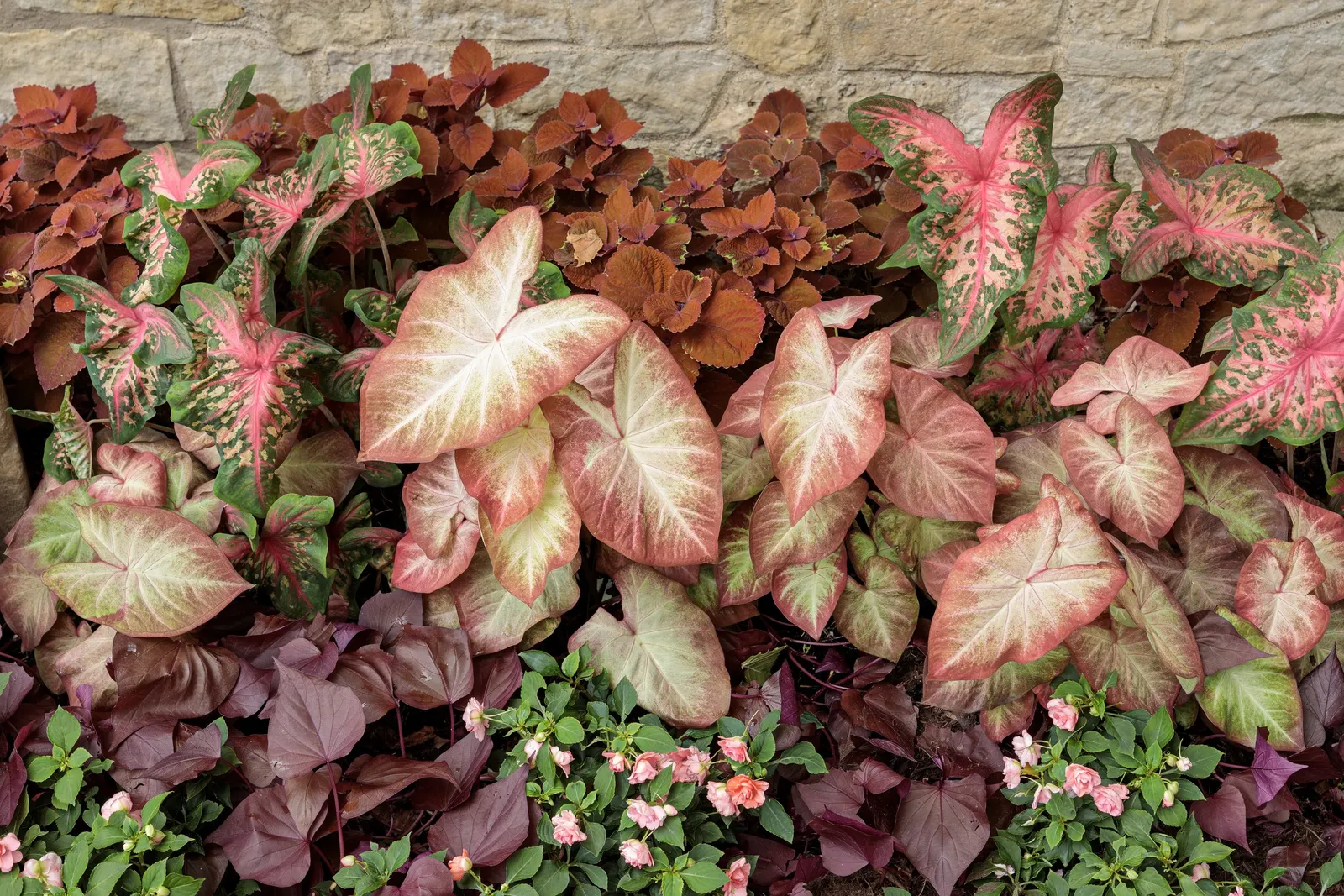 Mahogany™ Ornamental Sweet Potato Vine (Ipomoea batatas) — The Ipomoea batatas Mahogany™ is a trailing ornamental sweet potato vine with vivid burgundy-bronze