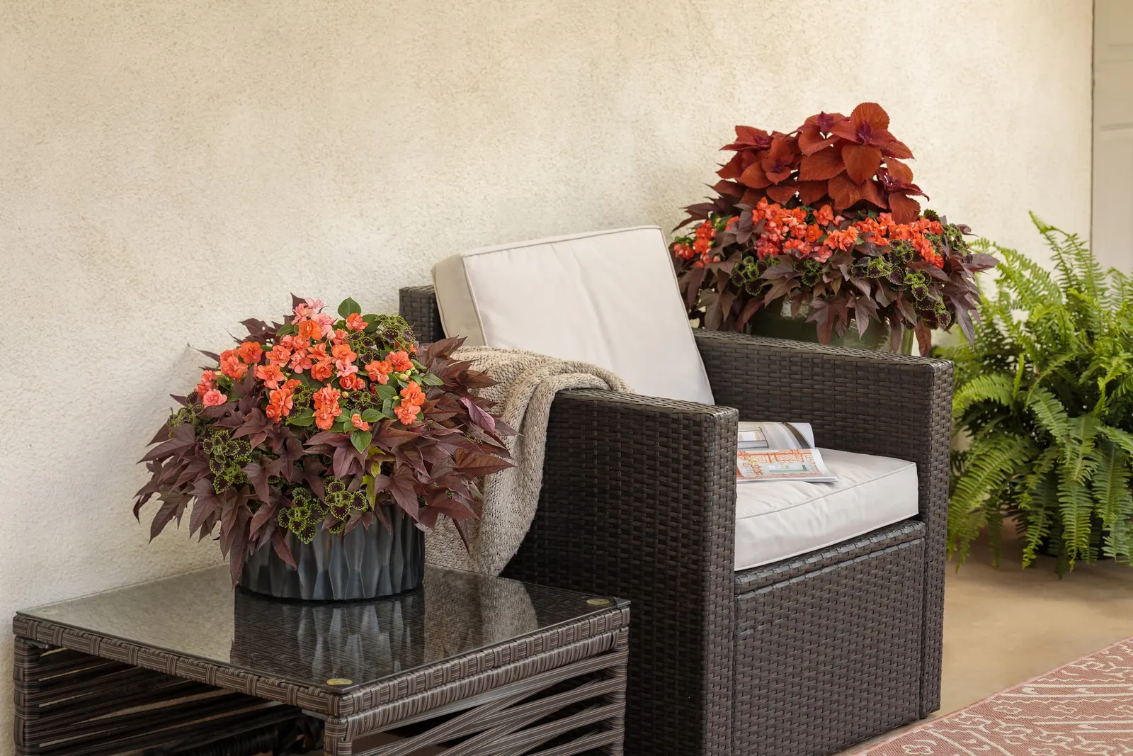 Sedona Sunset® Coleus (Coleus scutellarioides) — a useful trait for designers working with exposed entries or large seasonal beds