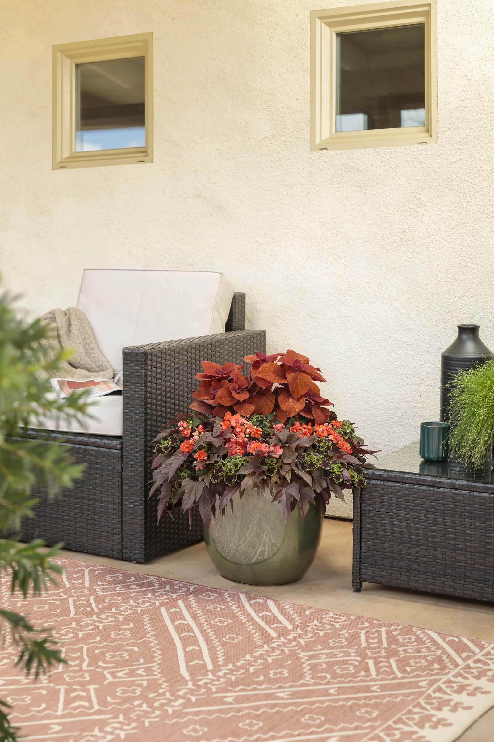 Red Hawk™ II Ornamental Sweet Potato Vine (Ipomoea) — vigorous foliage that spills