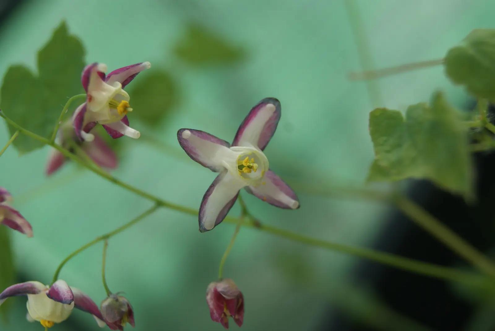 Red Barrenwort (Epimedium X Rubrum) — prefers well-drained soil