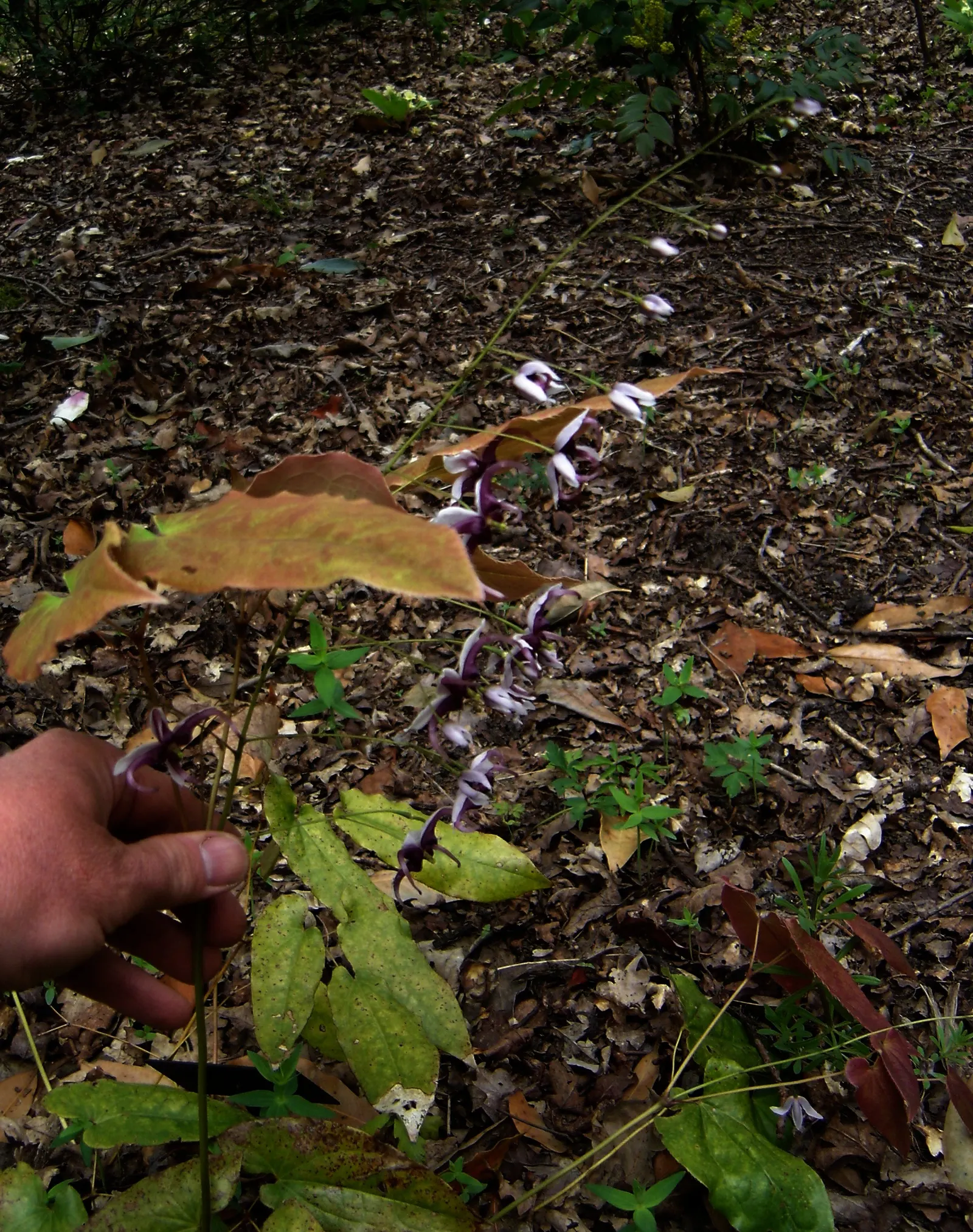 Red Barrenwort (Epimedium X Rubrum) — commonly known as Red Barrenwort