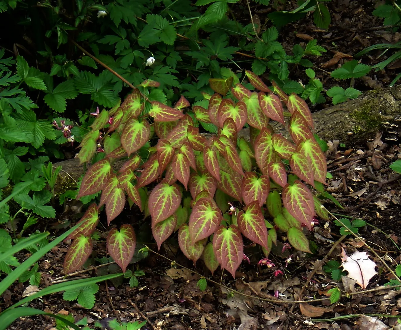 Red Barrenwort (Epimedium X Rubrum) — This groundcover thrives in Zones 5-9