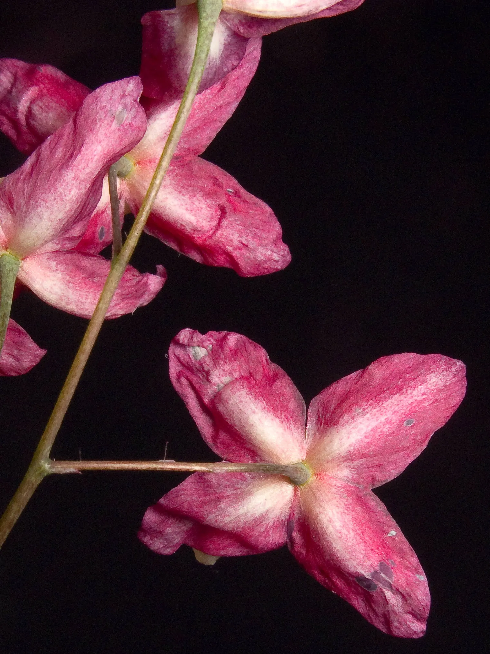 Red Barrenwort (Epimedium X Rubrum) — is a versatile perennial well-suited for ground cover in a landscape design
