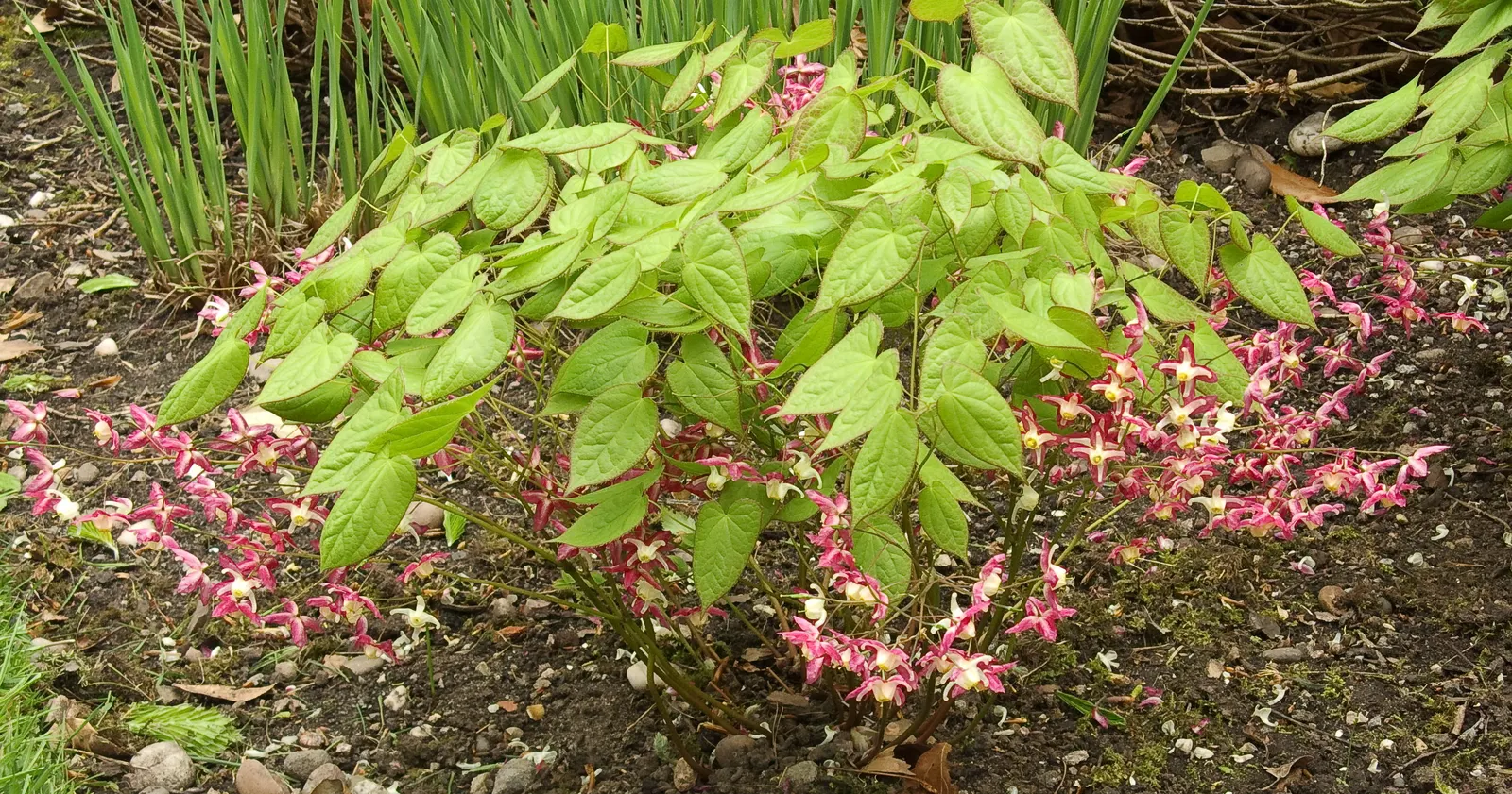 Red Barrenwort (Epimedium X Rubrum) — In spring, it boasts delicate red and pale pink flowers