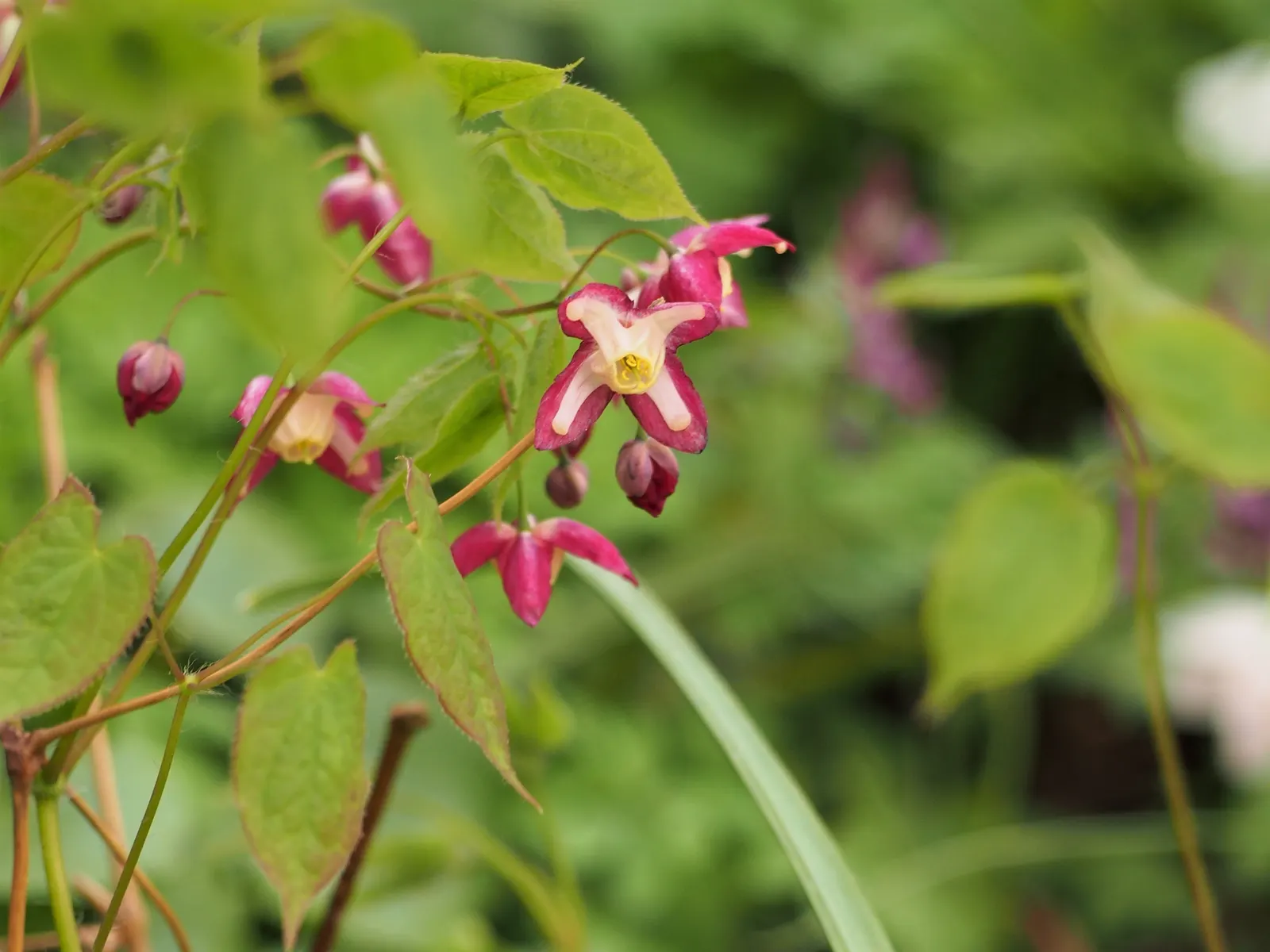 Red Barrenwort (Epimedium X Rubrum) — The foliage emerges red, turns green, and features red margins