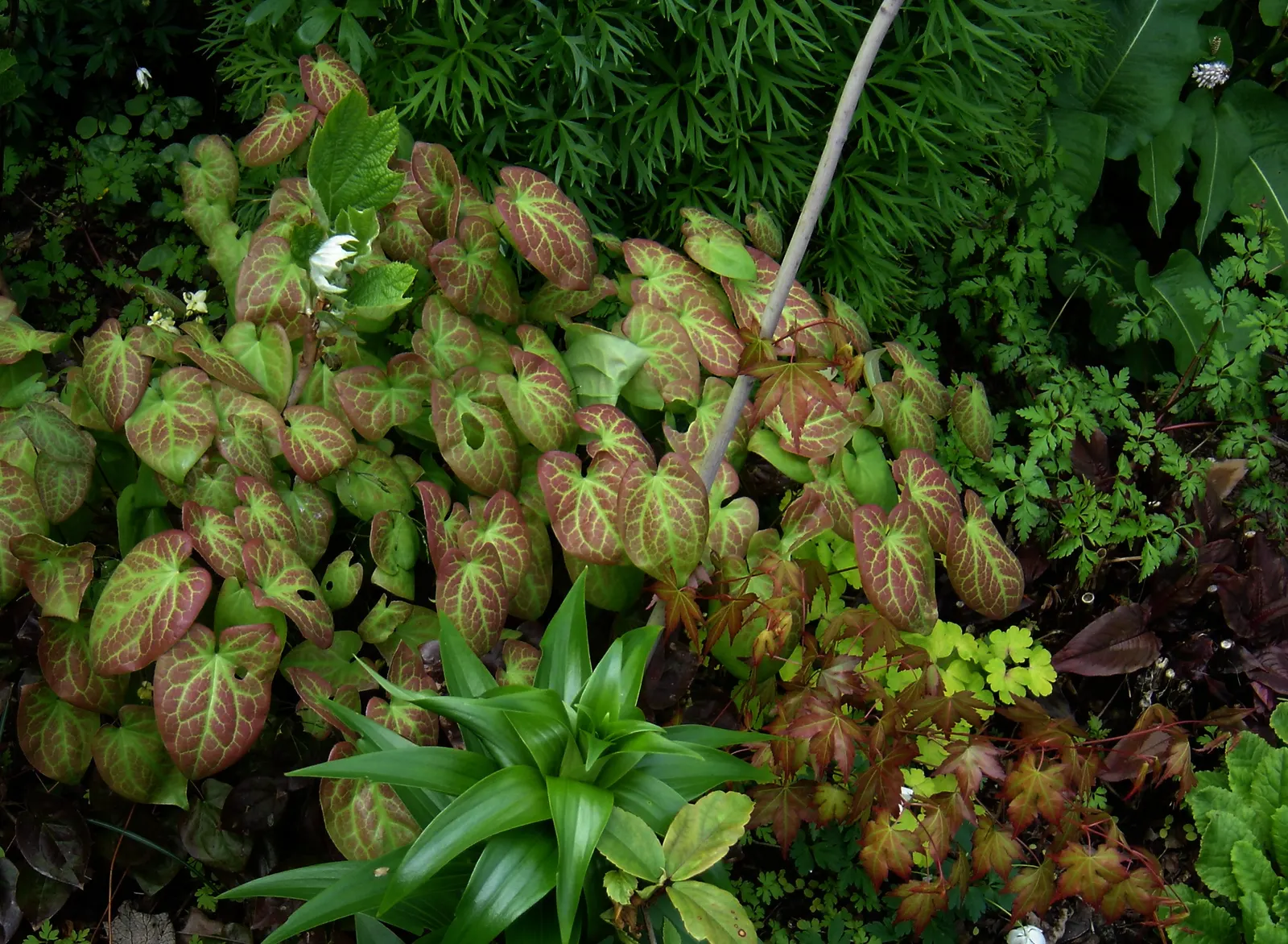 Red Barrenwort (Epimedium X Rubrum) — making it a low-maintenance choice for challenging areas