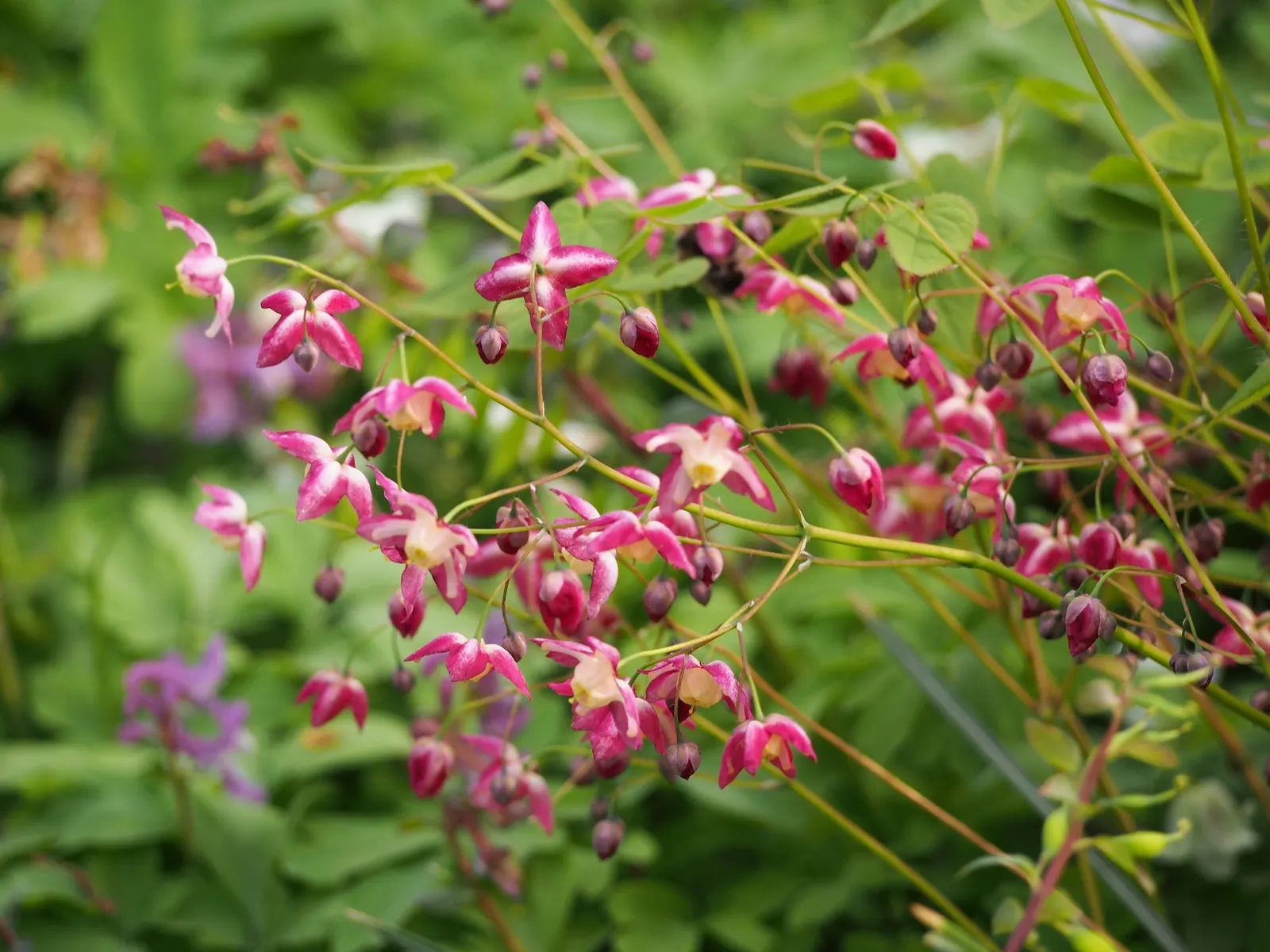 Red Barrenwort (Epimedium X Rubrum) — Epimedium x rubrum, known as Red Barrenwort, is a resilient semi-evergreen perennial, ideal for shade gardens