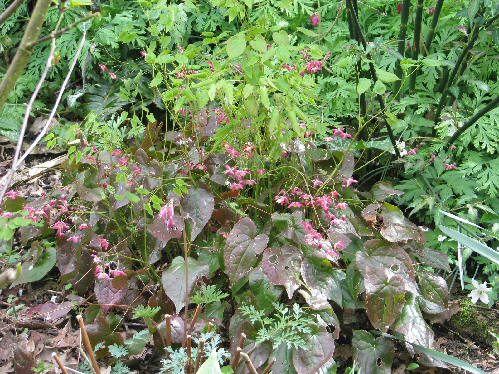 Red Barrenwort (Epimedium X Rubrum) — This hardy plant combines both aesthetic appeal and low-maintenance care