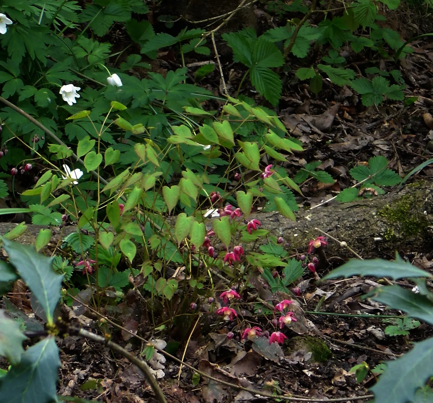 Red Barrenwort (Epimedium X Rubrum) — It reaches 8 to 12 inches in height and spreads up to 18 inches