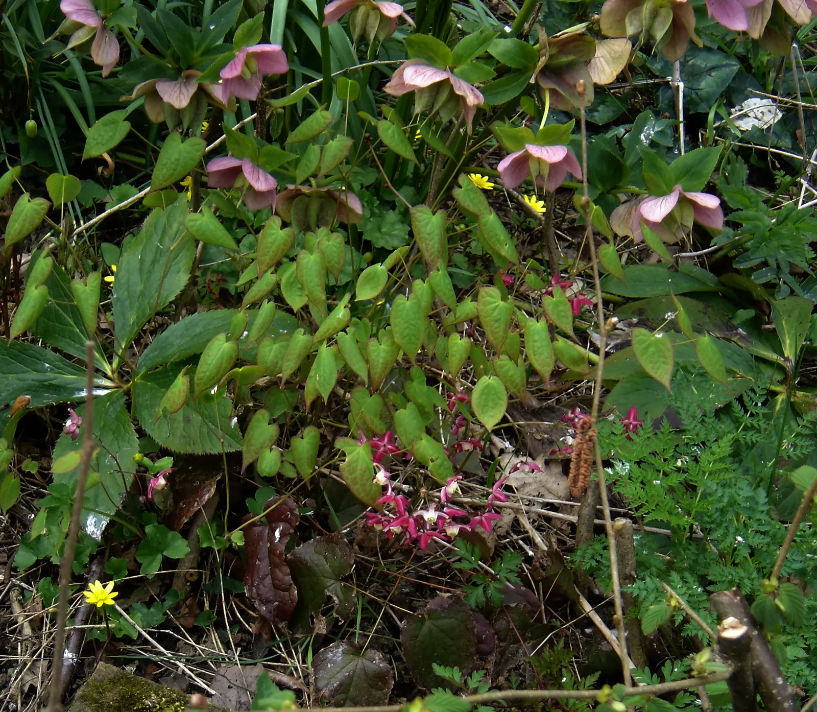 Red Barrenwort (Epimedium X Rubrum) — establishing itself with a semi-evergreen to deciduous habit