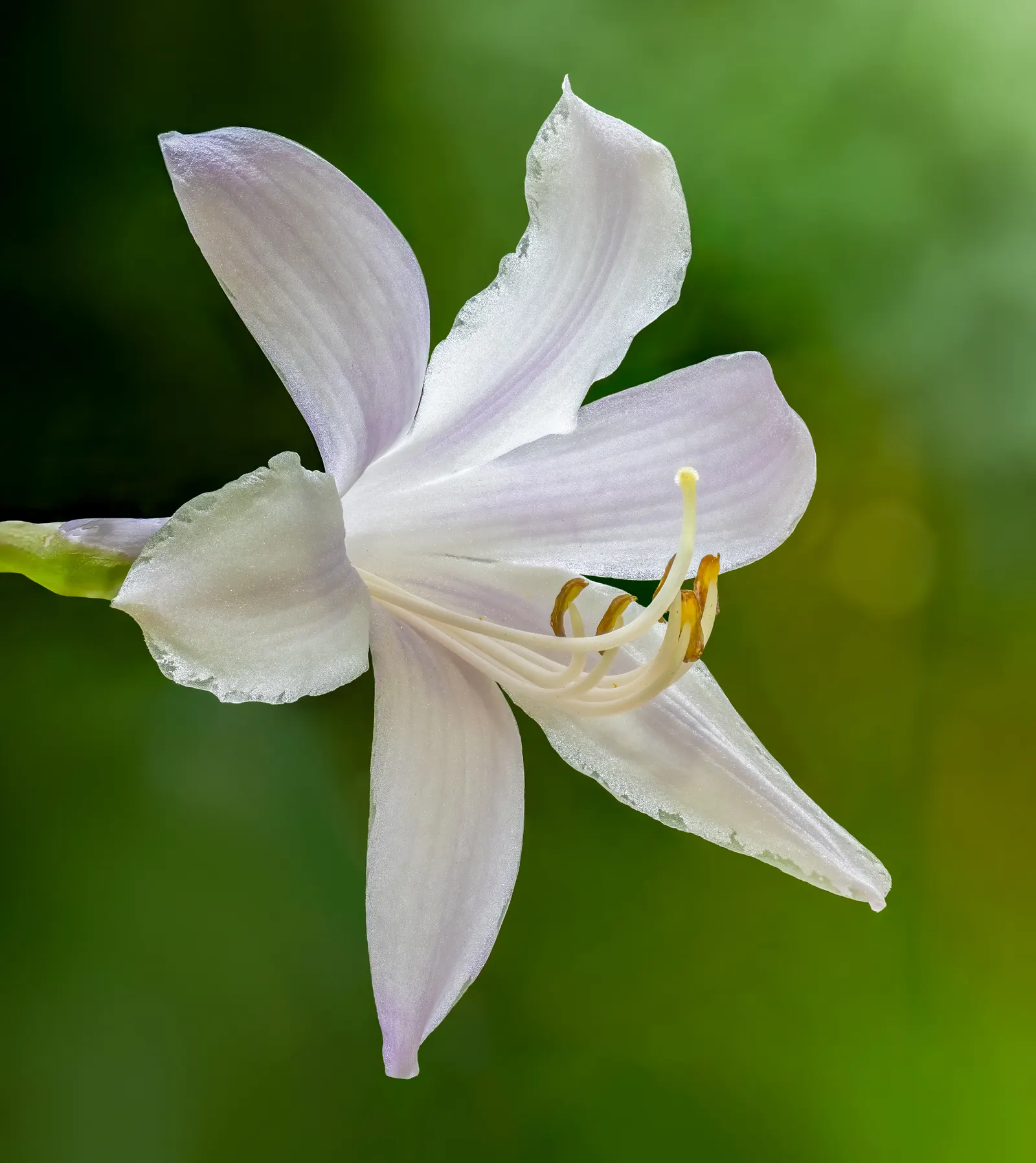 Gold Standard Hosta (Hosta 'Gold Standard') — well-draining soil and consistent moisture to thrive; while being somewhat drought-tolerant once established
