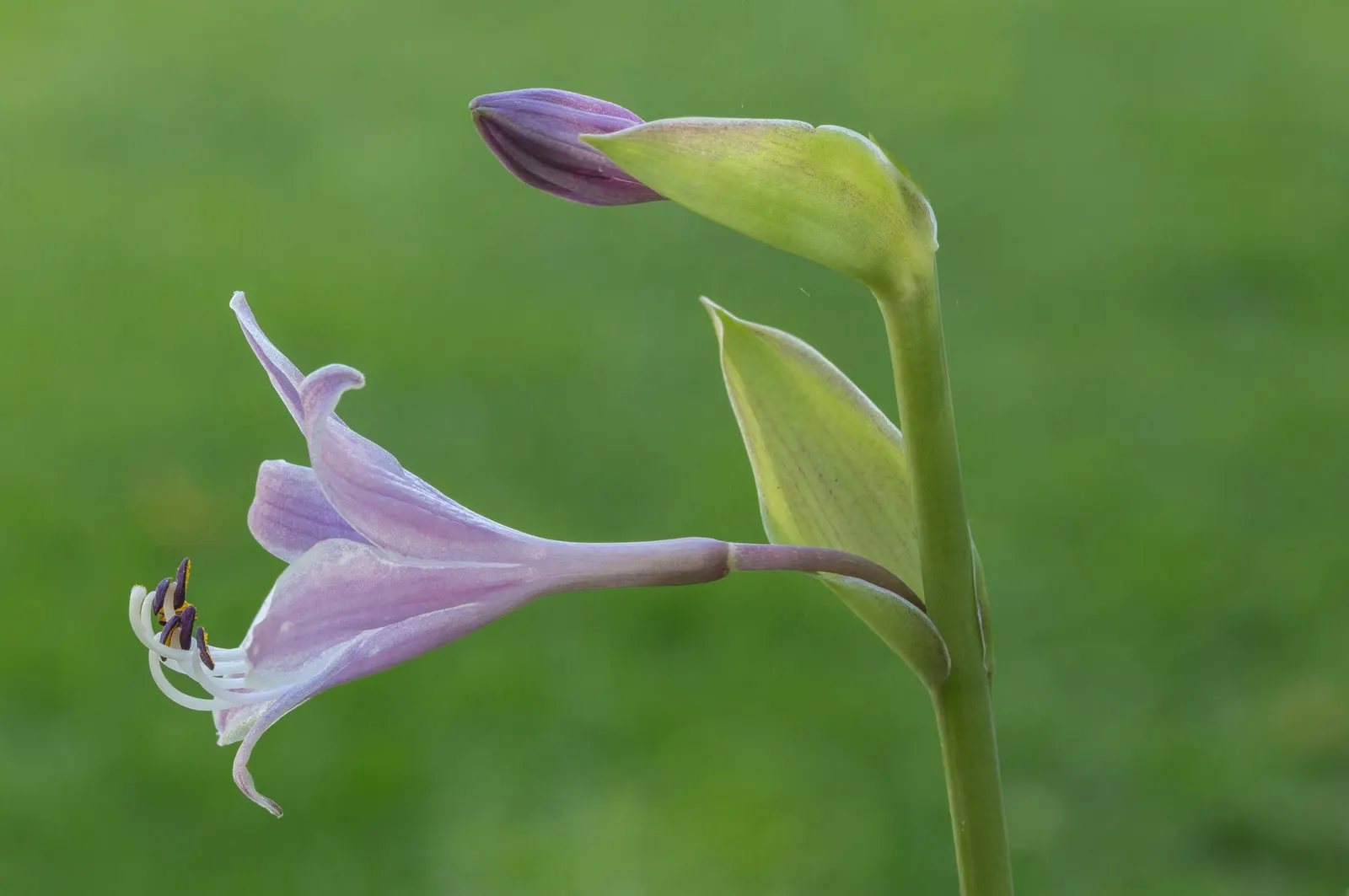 Gold Standard Hosta (Hosta 'Gold Standard') — Zone 3-8 appropriate, it's ideal for adding vibrant contrast in low-light areas; ground cover /, image 66