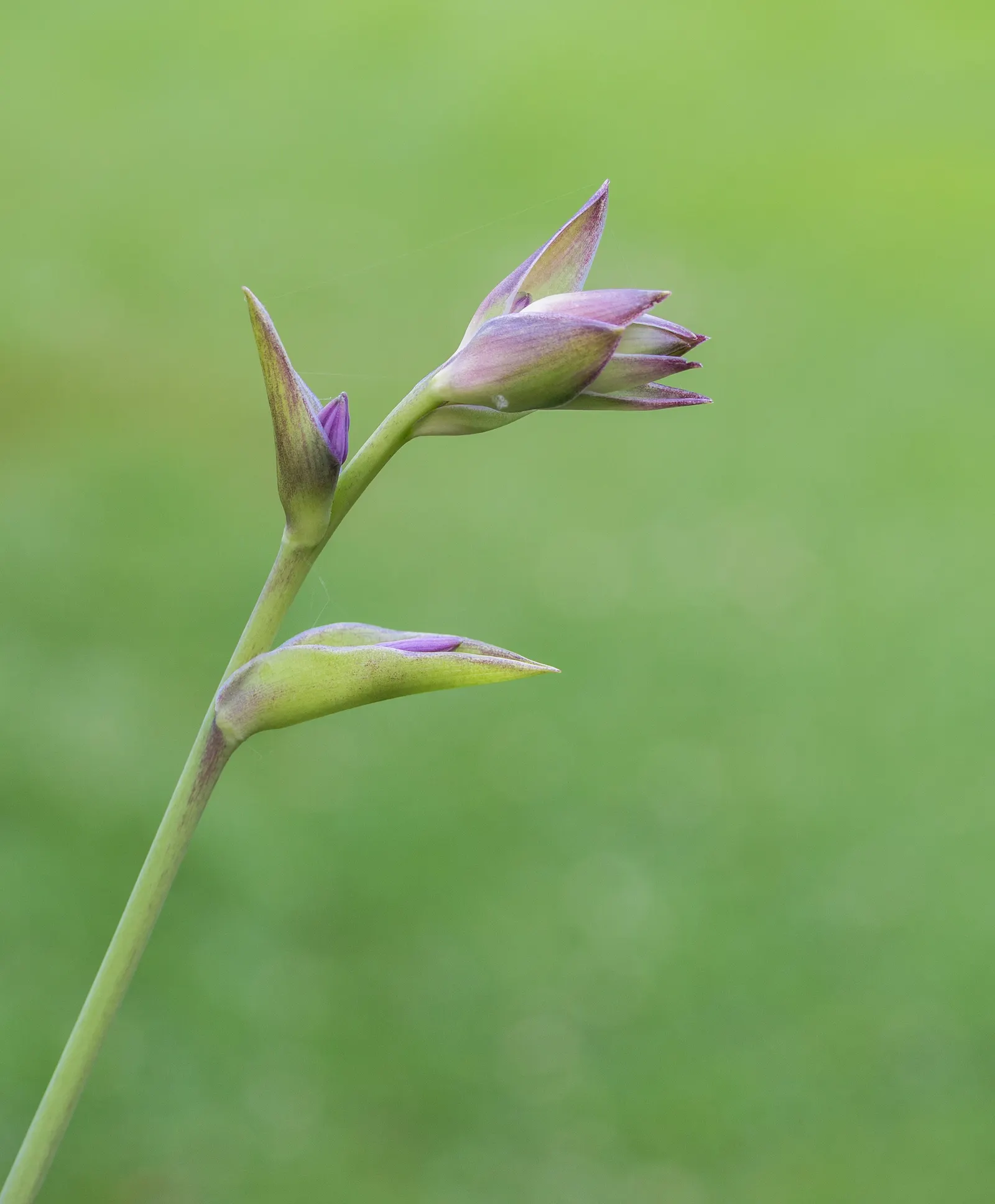 Gold Standard Hosta (Hosta 'Gold Standard') — ground cover / perennial for half