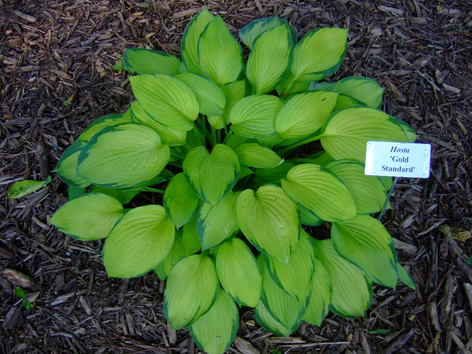 Gold Standard Hosta (Hosta 'Gold Standard') — It typically grows 1 to 2 feet tall and spreads up to 3 to 4 feet wide