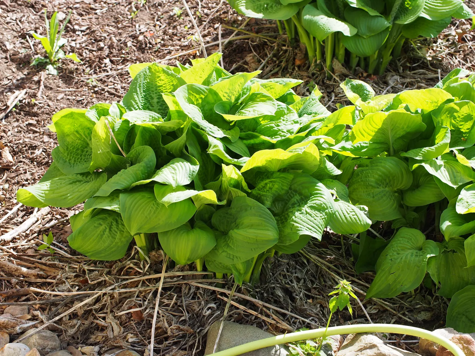 Gold Standard Hosta (Hosta 'Gold Standard') — heart-shaped leaves that transition from chartreuse to a luminous gold