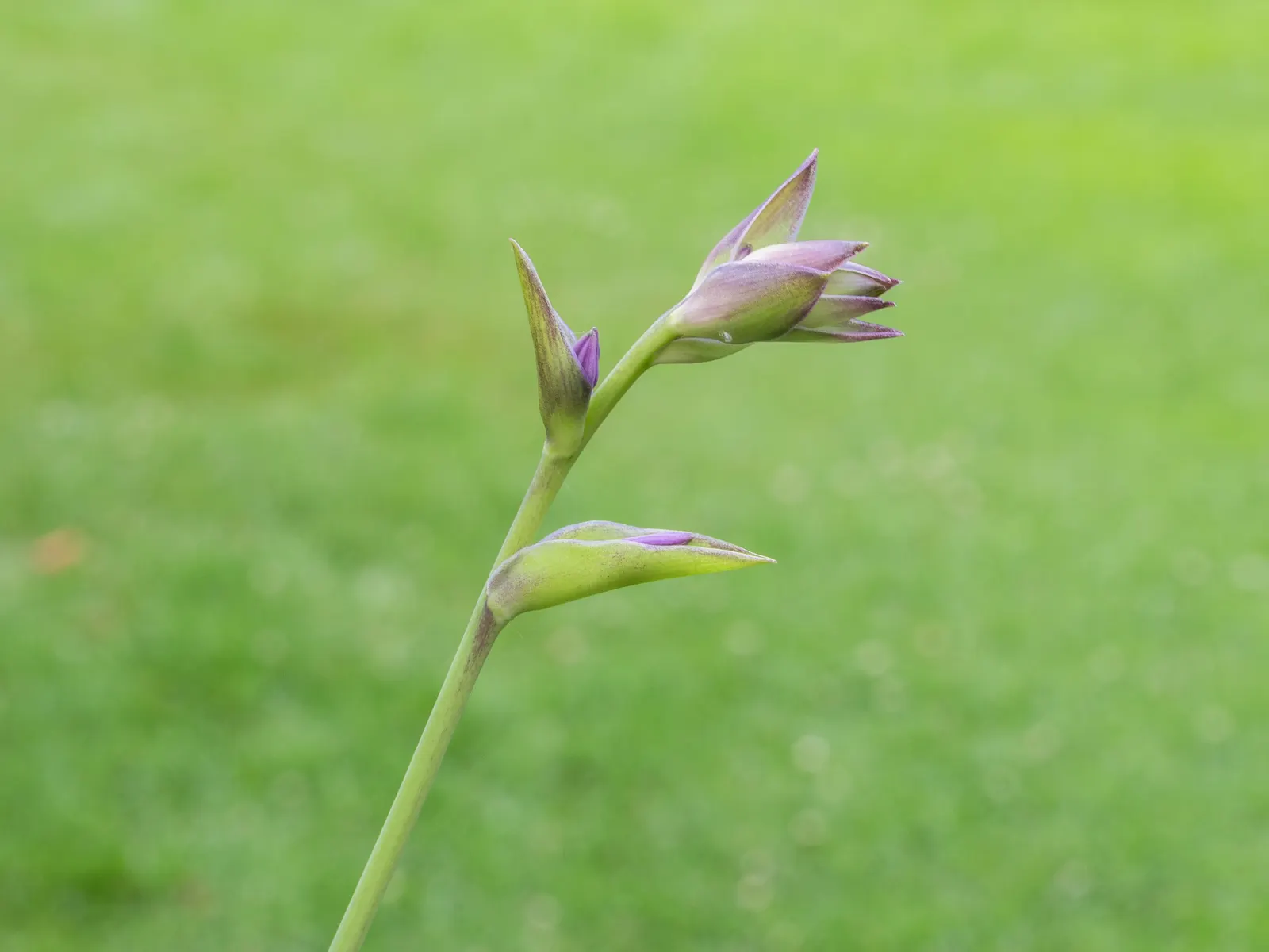 Gold Standard Hosta (Hosta 'Gold Standard') — While being somewhat drought-tolerant once established