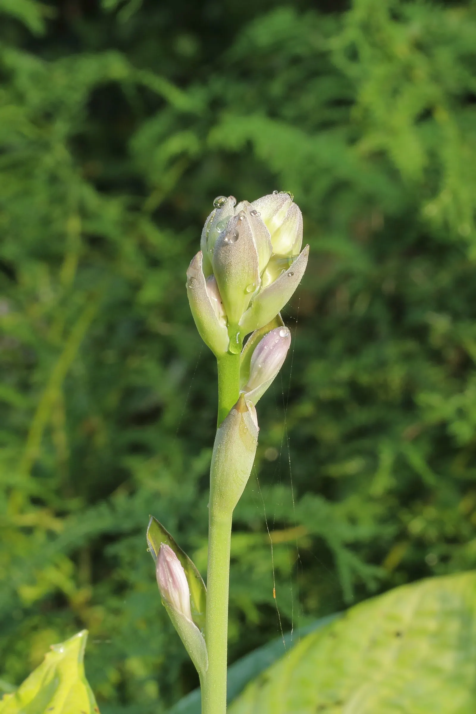Gold Standard Hosta (Hosta 'Gold Standard') — The Hosta 'Gold Standard' is a standout perennial valued for its foliage; it typically grows 1 to 2, image 61