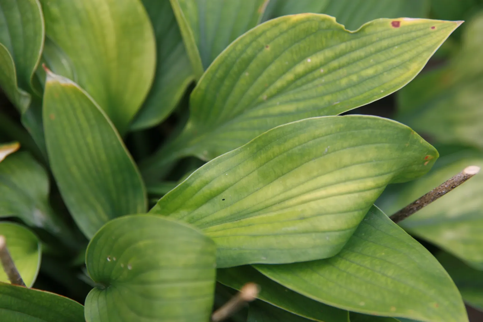 Gold Standard Hosta (Hosta 'Gold Standard') — this hosta variety prefers rich