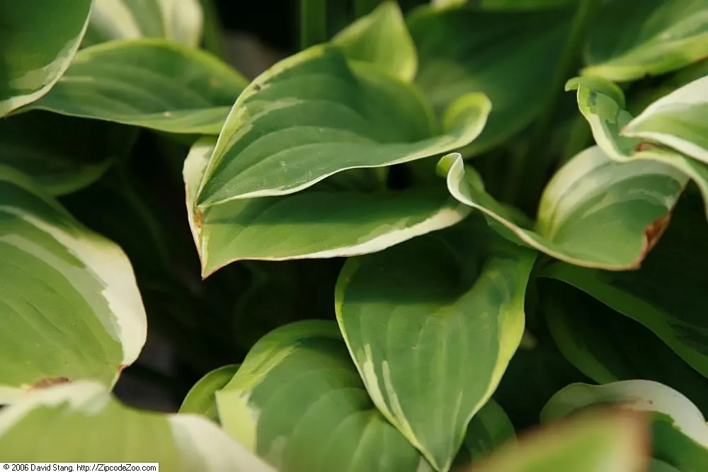 Gold Standard Hosta (Hosta 'Gold Standard') — It typically grows 1 to 2 feet tall and spreads up to 3 to 4 feet wide; lavender flowers on 3-foot-tall stalks