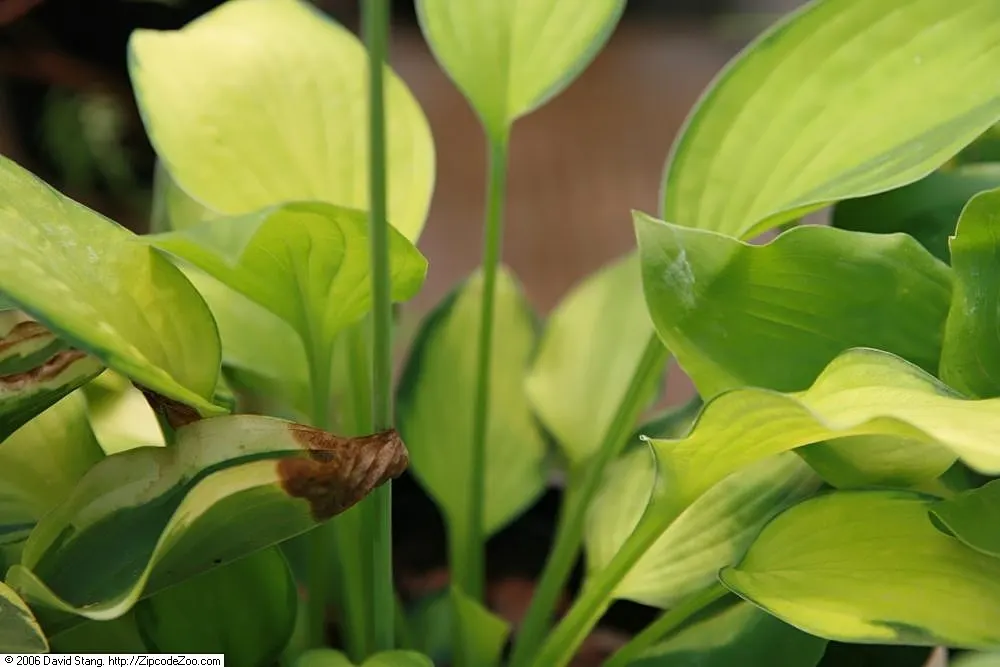 Gold Standard Hosta (Hosta 'Gold Standard') — edged by deep green margins; purple flowers in the garden