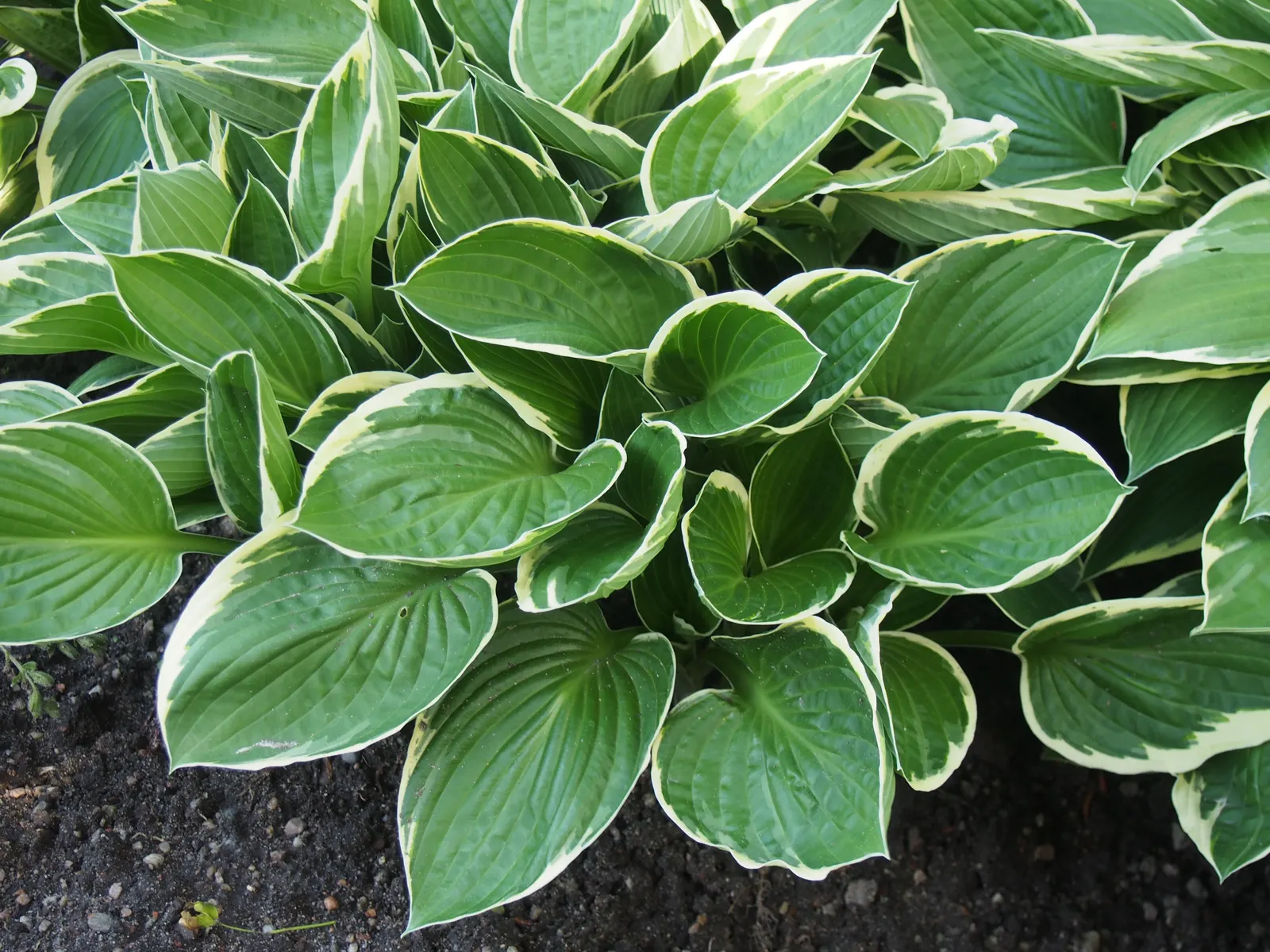 Gold Standard Hosta (Hosta 'Gold Standard') — edged by deep green margins; purple flowers in the garden, image 43