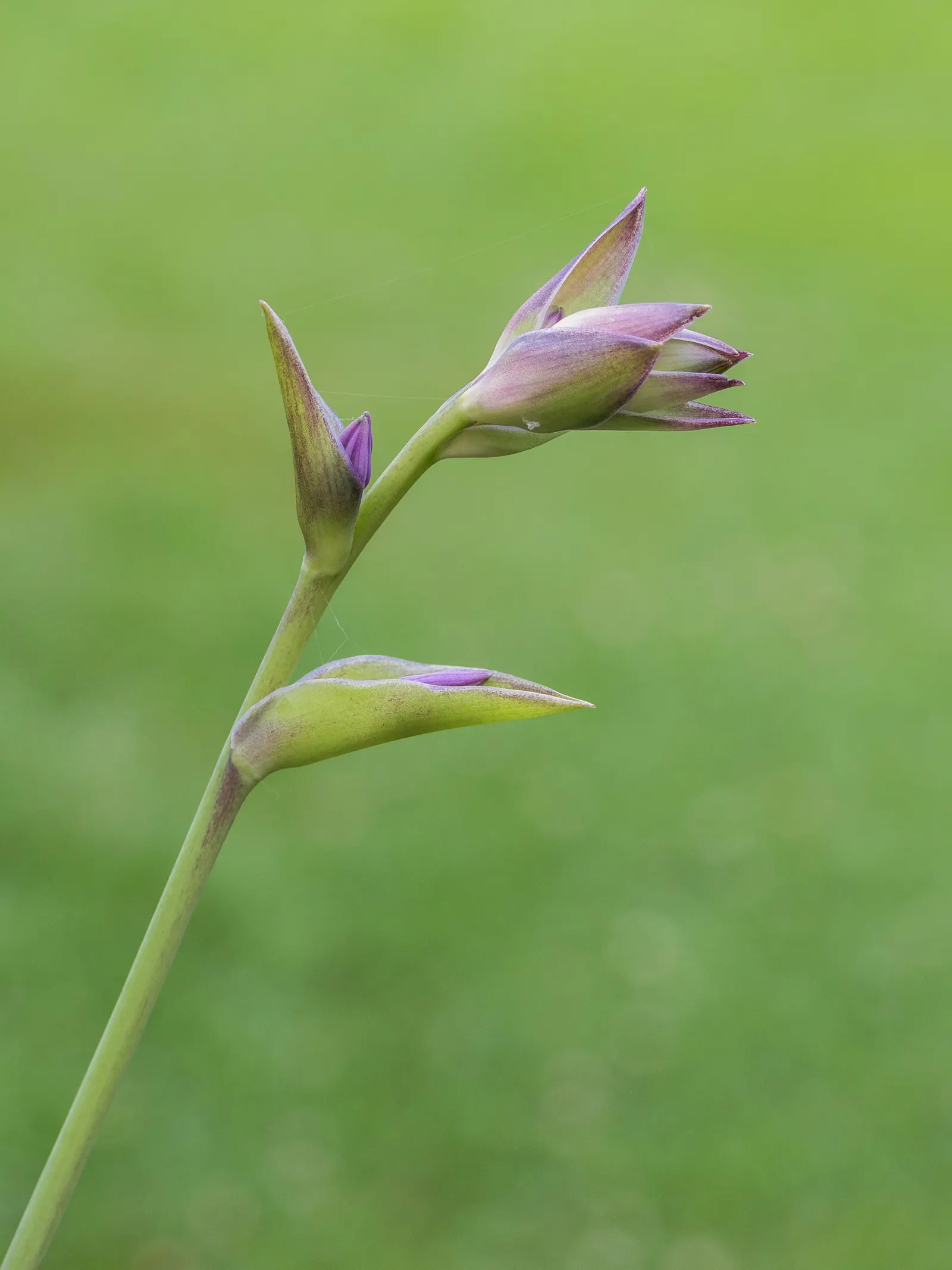 Gold Standard Hosta (Hosta 'Gold Standard') — It typically grows 1 to 2 feet tall and spreads up to 3 to 4 feet wide; lavender flowers on, image 44