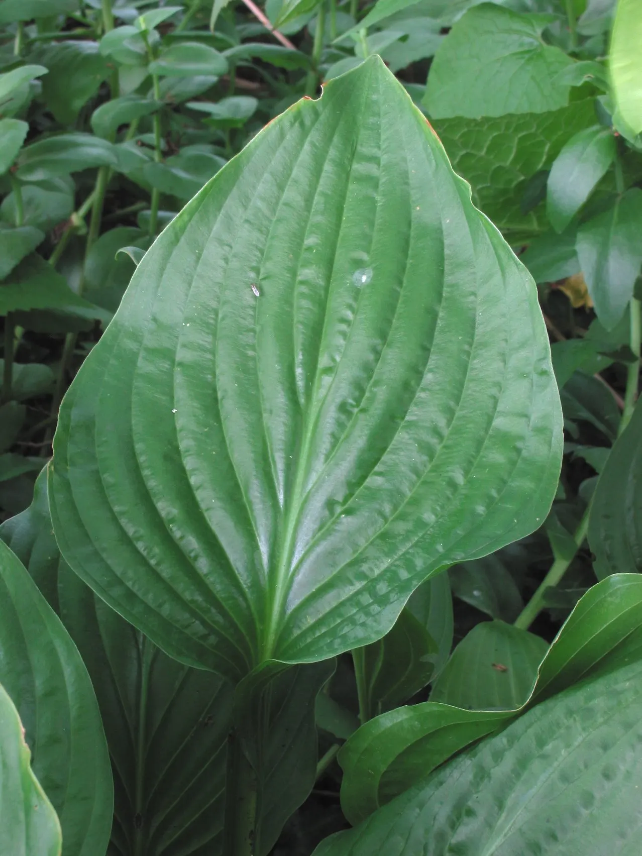 Gold Standard Hosta (Hosta 'Gold Standard') — before they transition to a vibrant gold as the season progresses; this hosta variety prefers rich