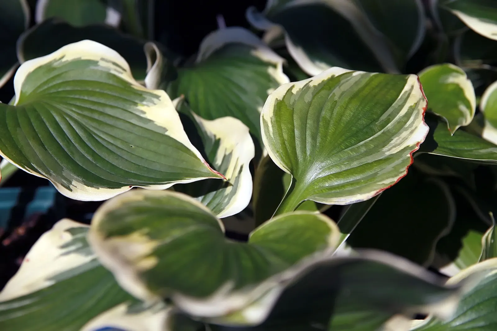 Gold Standard Hosta (Hosta 'Gold Standard') — purple flowers in the garden; edged by deep green margins