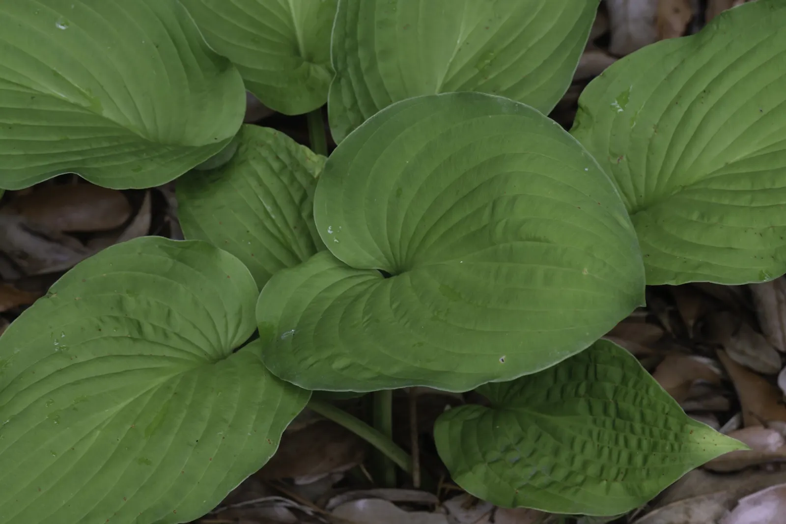 Gold Standard Hosta (Hosta 'Gold Standard') — The leaves maintain a delicate green margin