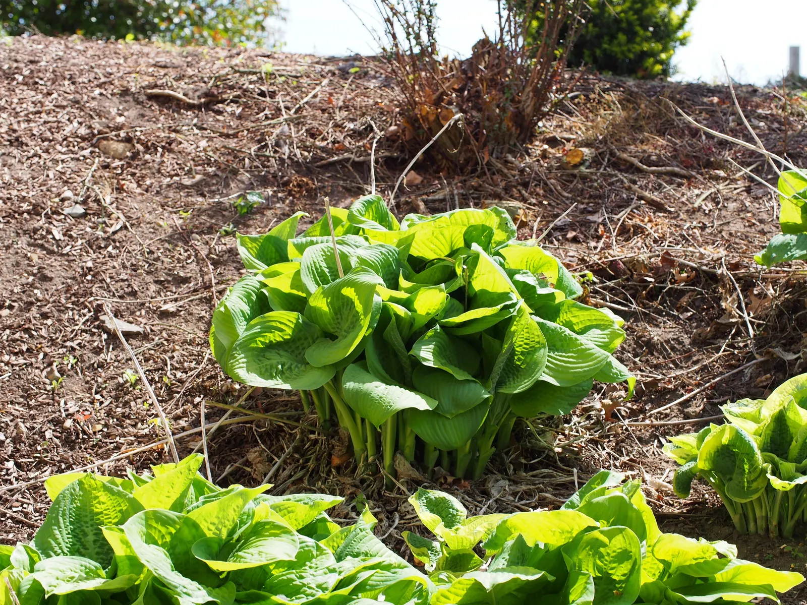 Gold Standard Hosta (Hosta 'Gold Standard') — before they transition to a vibrant gold as the season progresses; this hosta variety prefers rich, image 48