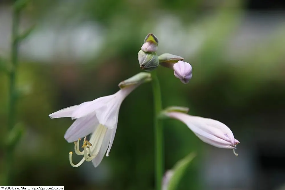 Gold Standard Hosta (Hosta 'Gold Standard') — ground cover / perennial with purple blooms