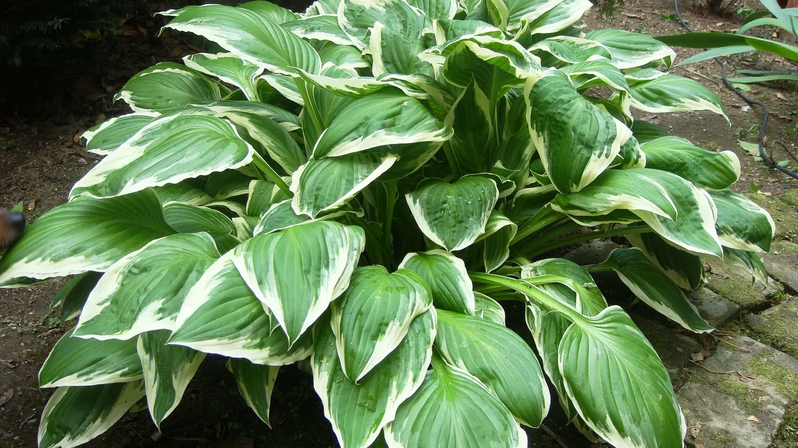 Gold Standard Hosta (Hosta 'Gold Standard') — Zone 3-8 appropriate, it's ideal for adding vibrant contrast in low-light areas