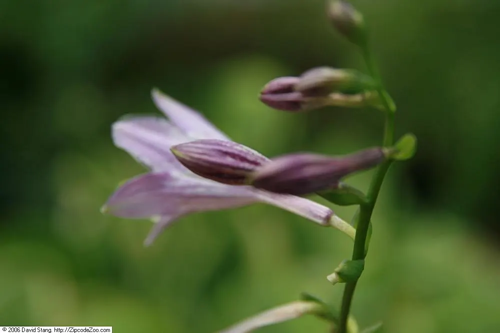 Gold Standard Hosta (Hosta 'Gold Standard') — tall stalks towering up to 30 inches may emerge; the Hosta 'Gold Standard' is a standout perennial valued for its