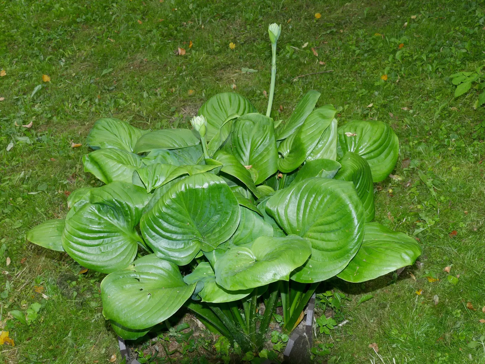 Gold Standard Hosta (Hosta 'Gold Standard') — or as a background for companion shade-loving plants; it's essential to protect its lush foliage from, image 57