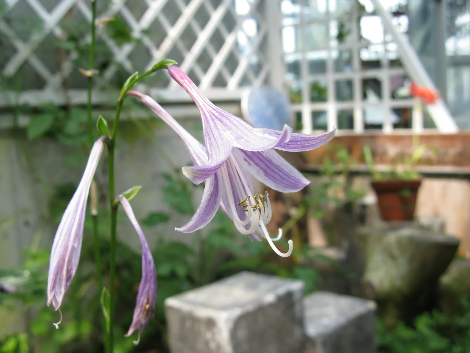 Gold Standard Hosta (Hosta 'Gold Standard') — It possesses heart-shaped leaves that emerge in the spring with a light green color; zone 3-8 appropriate, it's