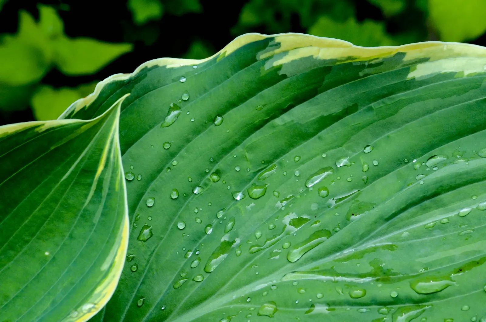 Gold Standard Hosta (Hosta 'Gold Standard') — well-draining soil and consistent moisture to thrive; while being somewhat drought-tolerant once, image 54