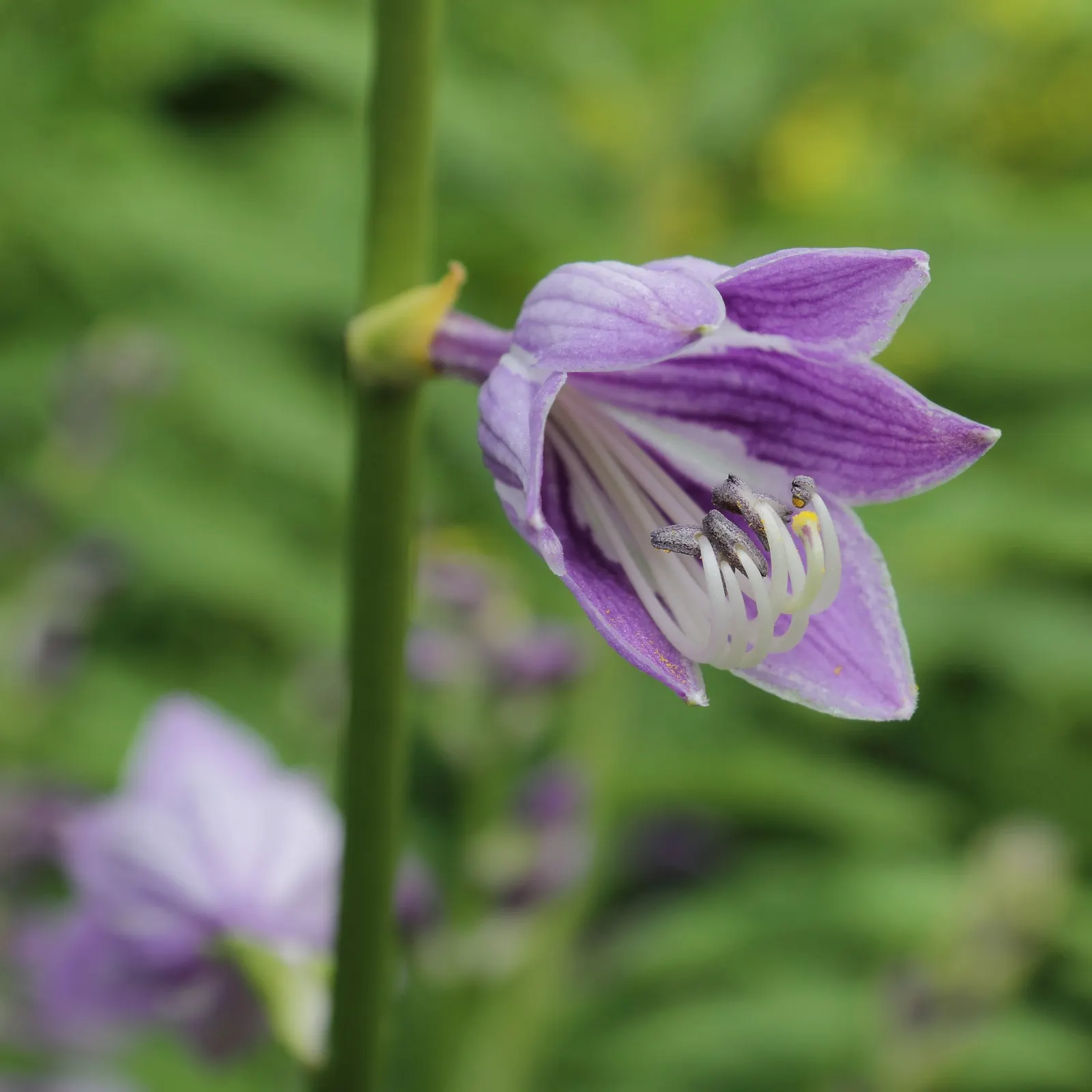 Gold Standard Hosta (Hosta 'Gold Standard') — Gold Standard Hostas make an excellent ground cover where space allows; well-draining soil and, image 51