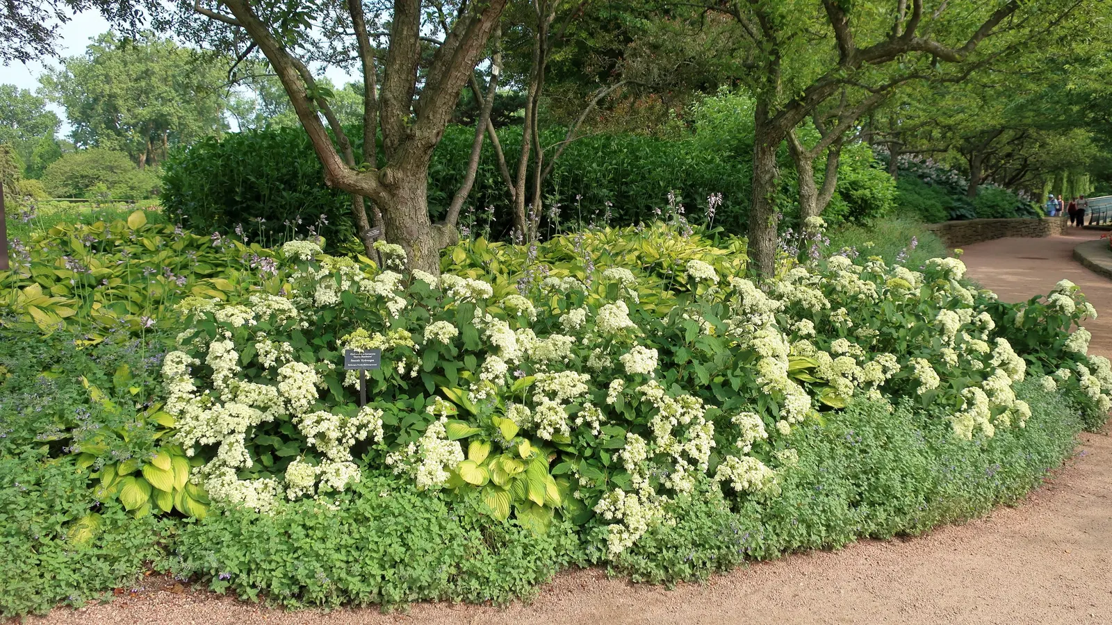 Gold Standard Hosta (Hosta 'Gold Standard') — this hosta variety prefers rich; before they transition to a vibrant gold as the season progresses