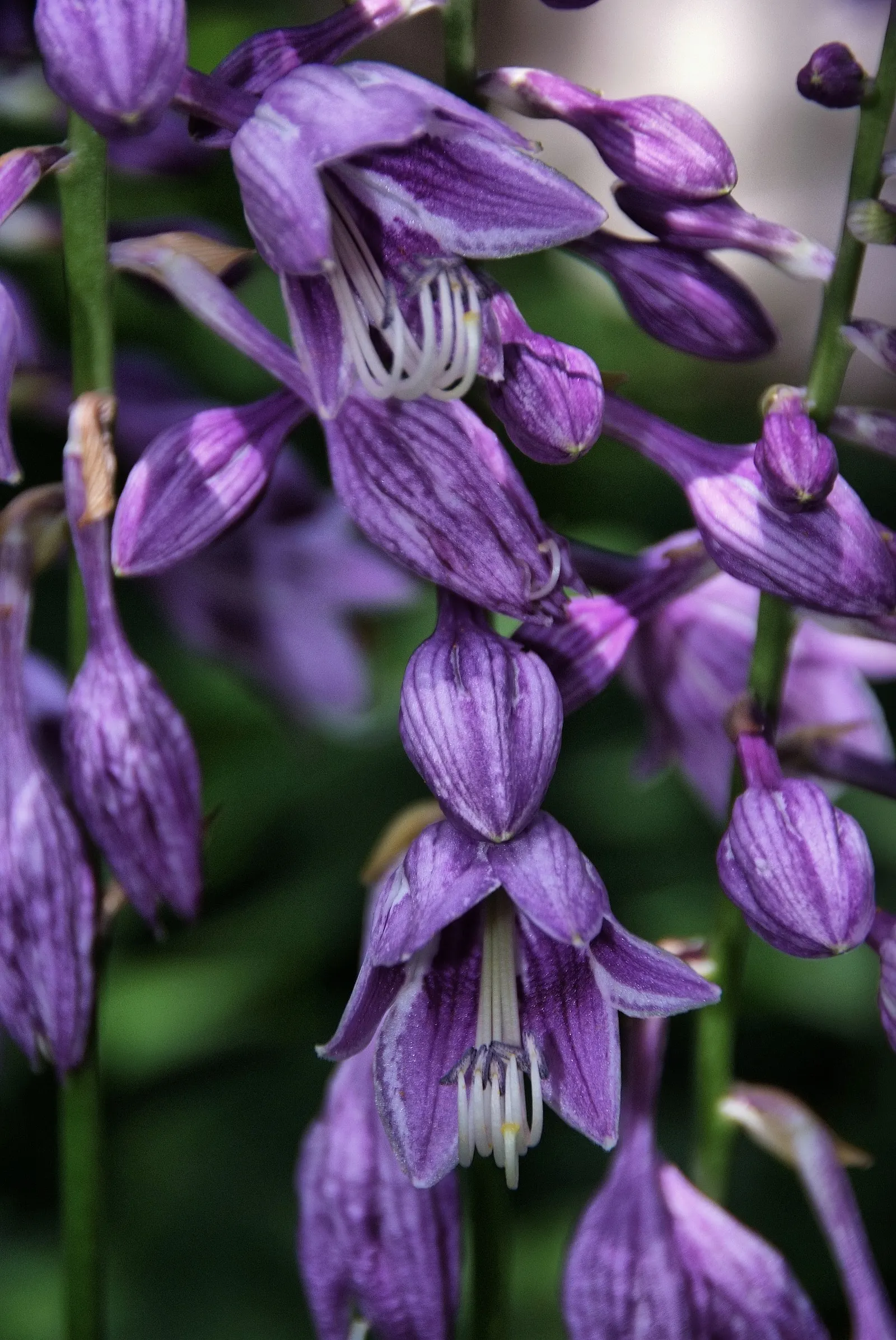 Gold Standard Hosta (Hosta 'Gold Standard') — ground cover / perennial for half; or as a background for companion shade-loving plants, image 60