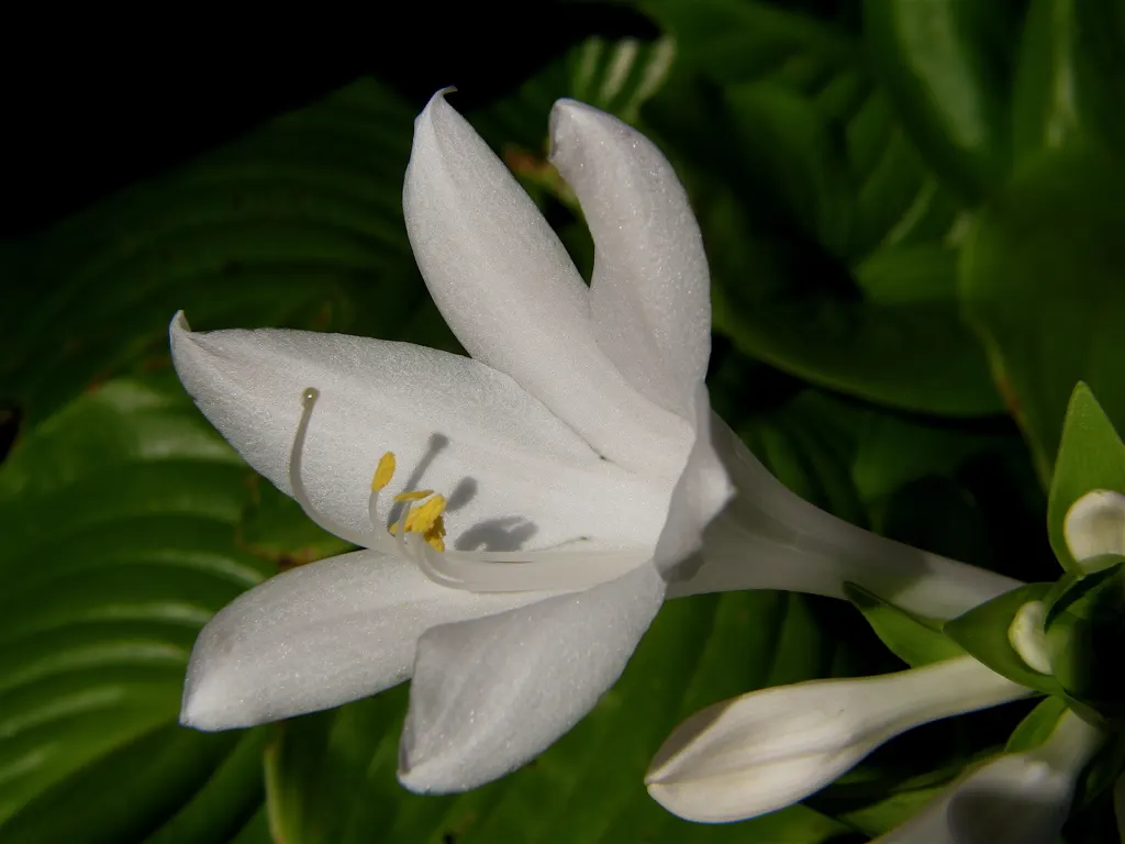 Gold Standard Hosta (Hosta 'Gold Standard') — assuming they receive a few hours of morning sun; ground cover / perennial for half, image 49