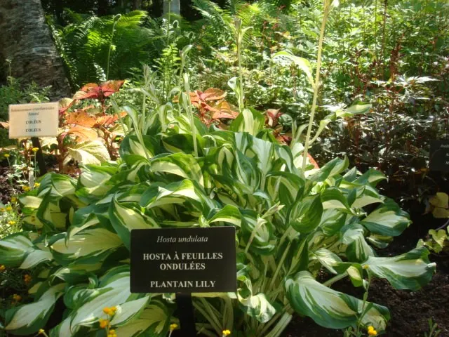 Gold Standard Hosta (Hosta 'Gold Standard') — purple flowers in the garden