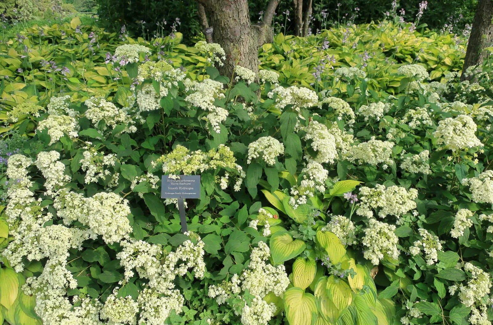 Gold Standard Hosta (Hosta 'Gold Standard') — The Hosta 'Gold Standard' is a standout perennial valued for its foliage