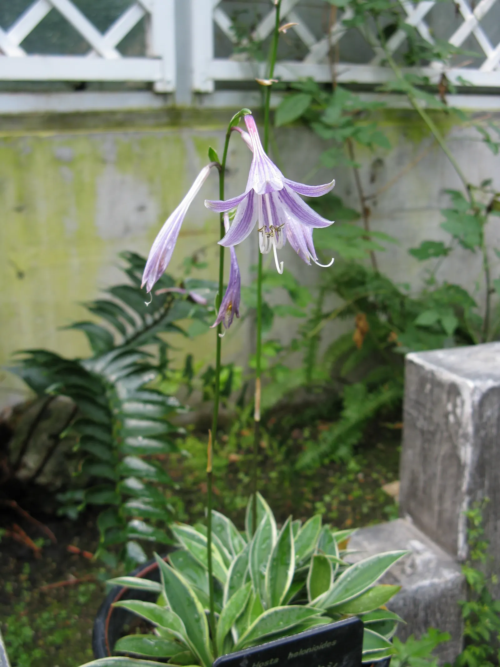 Gold Standard Hosta (Hosta 'Gold Standard') — edged by deep green margins