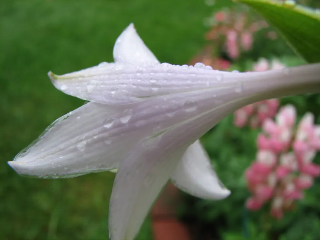 Gold Standard Hosta (Hosta 'Gold Standard') — assuming they receive a few hours of morning sun; ground cover / perennial for half