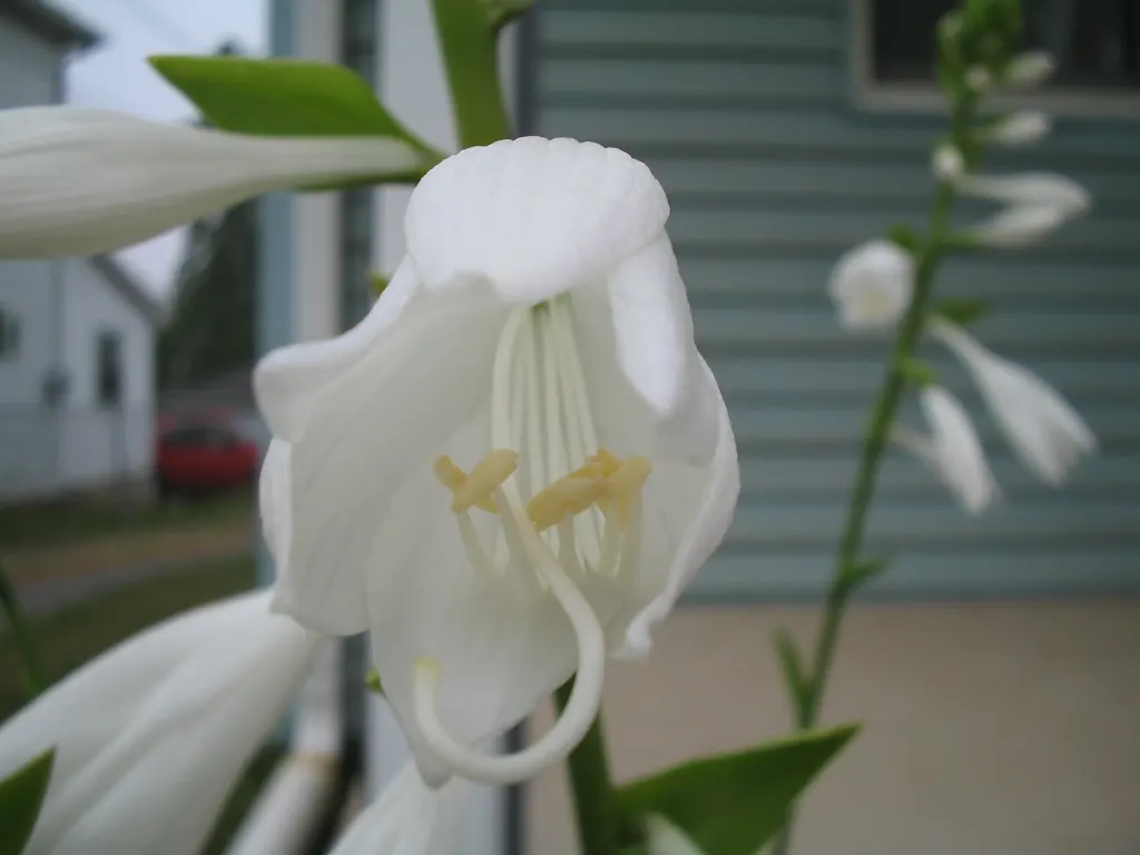 Gold Standard Hosta (Hosta 'Gold Standard') — It possesses heart-shaped leaves that emerge in the spring with a light green color; zone 3-8, image 47
