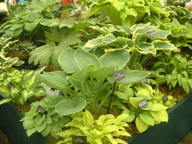 Gold Standard Hosta (Hosta 'Gold Standard') — heart-shaped leaves that transition from chartreuse to a luminous gold; gold Standard Hostas make an, image 62
